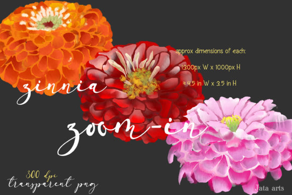 Download Set of 3 Watercolor Zinnia Flowers - Watercolor Collection