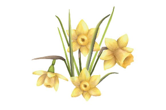 Download Bouquet of Yellow Daffodil Flowers, Watercolor - Watercolor Collection