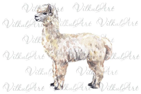Download Alpaka Watercolor Sublimation Png - Watercolor Collection