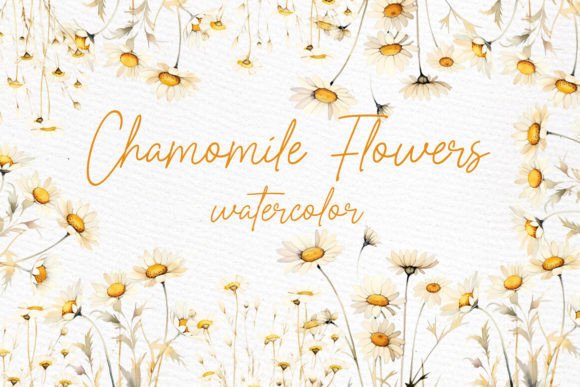 Download Daisy Watercolor Clipart Chamomile PNG - Daisy watercolor Collection