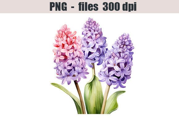 Download Hyacinth Flower Watercolor Clipart - Watercolor Collection