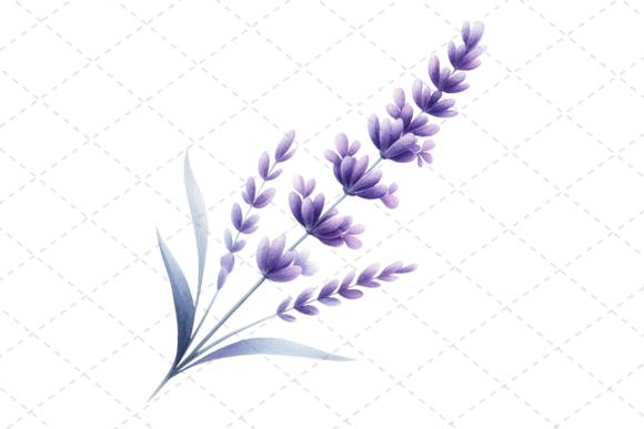 Download Lavender Bliss Watercolor Clipart - Watercolor Collection