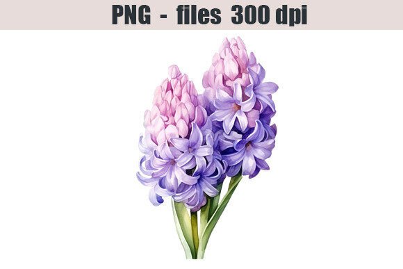 Download Hyacinth Flower Watercolor Clipart - Watercolor Collection